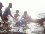 Seekor Lumba-Lumba Terdampar di Perairan Cirebon