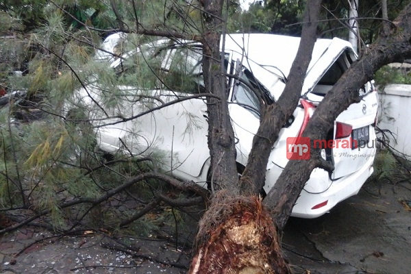 Hujan Angin, Sebuah Xenia Tertimpa Pohon Tua