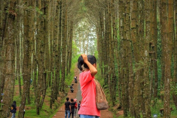 Top Selfie Pinusan Kragilan, Liburan Seru di Lereng Merbabu