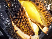 Mantap, Cara Baru Makan Durian, Dibakar!