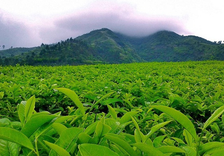 Nikmati Aroma Alami di Kebun Teh Tambi 