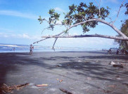 BMKG: Gempa Tektonik Guncang Pantai Utara Papua