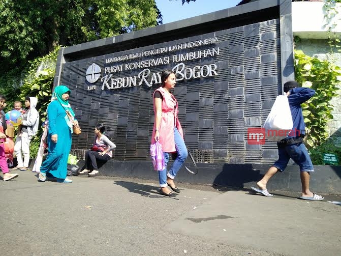 Pelestarian Pohon di Kebun Raya Bogor Terganggu Rayap 