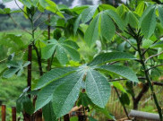 Mengonsumsi Daun Singkong Baik untuk Kesehatan Tubuh