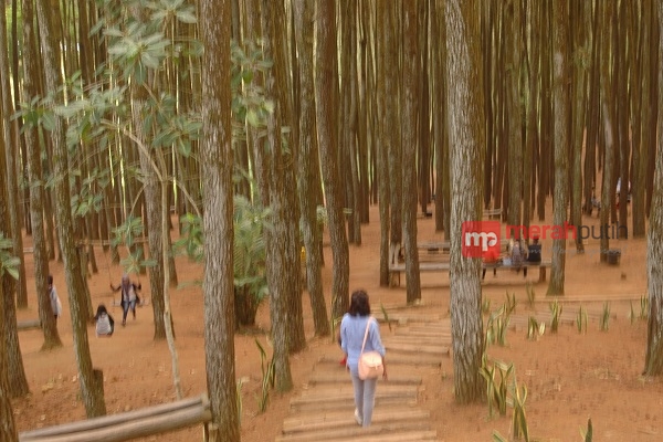 Selfie Kekinian di Hutan Pinus Dlingo, Yogyakarta