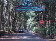 Wisata Hutan Pinus Dlingo Raup Uang Parkir hingga Rp60 Juta