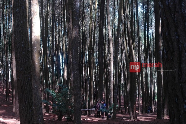 Hutan Dlingo Jadi Destinasi Wisata Penggemar Foto Selfie