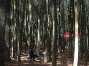 Hutan Pinus Dlingo Wisata Hits di Yogyakarta