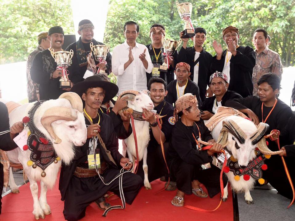 Presiden Jokowi dan Domba Garut