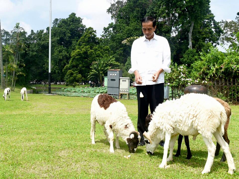 Jokowi Ajak Masyarakat Ternak dan Makan Daging Domba