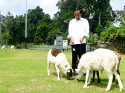Jokowi Ajak Masyarakat Ternak dan Makan Daging Domba