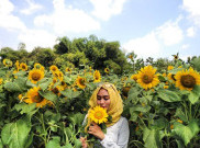 Keindahan Kebun Bunga Matahari Kediri