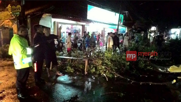 Pohon Tumbang Menimpa Pangkalan Ojek