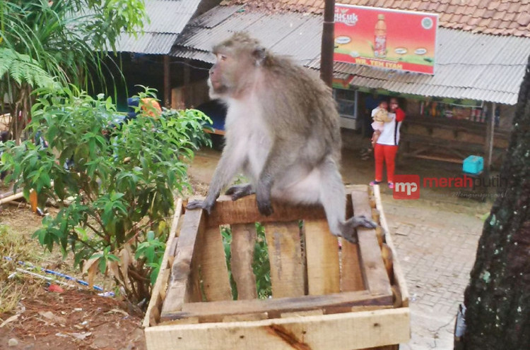 [HOAKS atau FAKTA]: Hotel Terdampak COVID-19 di Bali Dikuasai Monyet