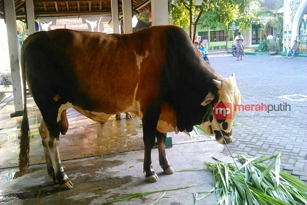 Ini Dia Jenis dan Berat Sapi Kurban Presiden Jokowi di Solo