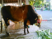 Ini Dia Jenis dan Berat Sapi Kurban Presiden Jokowi di Solo