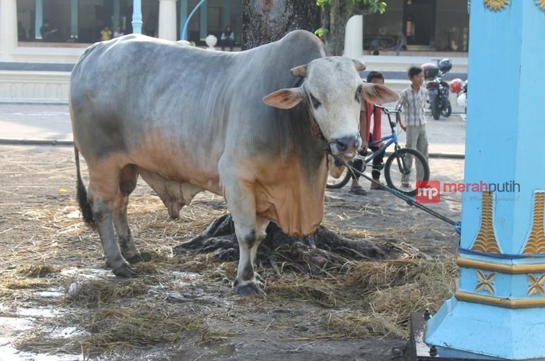 Ini Hewan Kurban Presiden Jokowi di Kampung Halaman