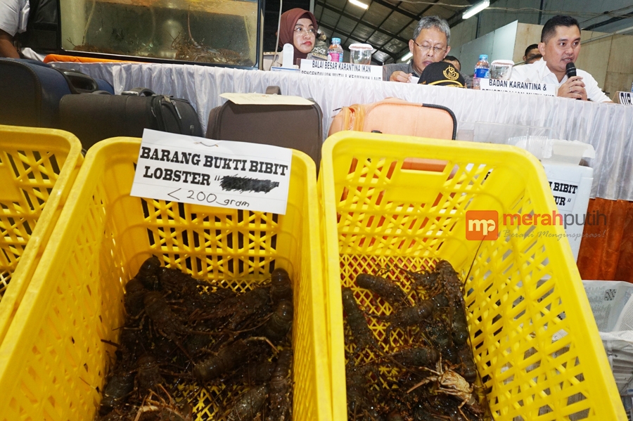 Ditreskrimsus Polda Metro Jaya Ungkap Perdagangan Bibit Lobster Ilegal