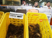 Ditreskrimsus Polda Metro Jaya Ungkap Perdagangan Bibit Lobster Ilegal