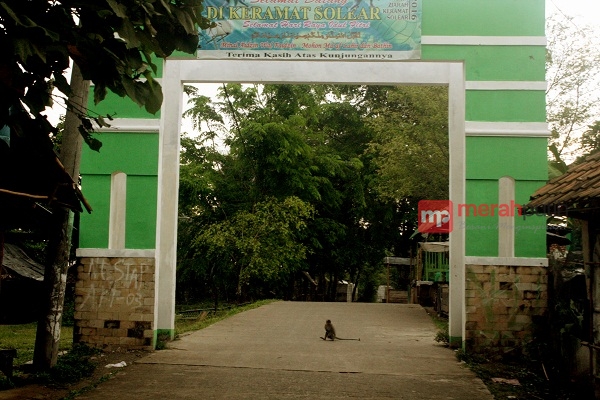 Misteri Kawanan Kera Liar dan Makam Syekh Masma’ad di Solear