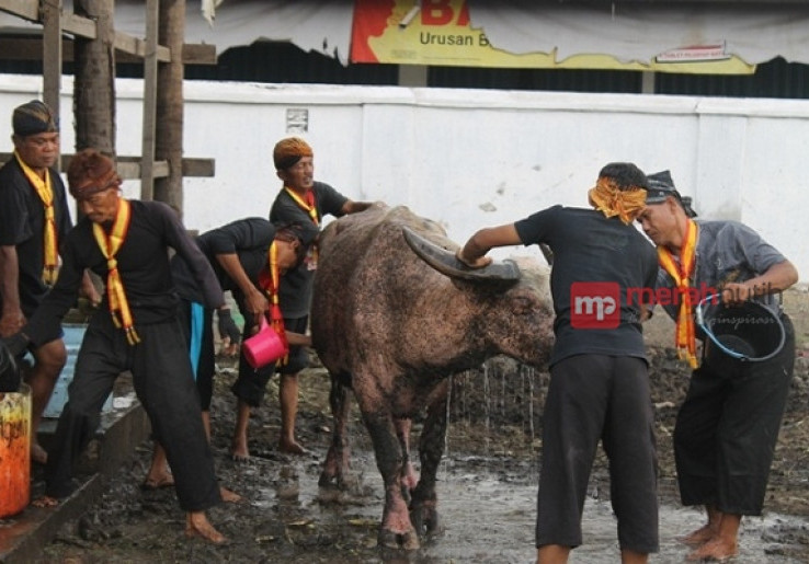 Sebelum Dikirab, Kerbau Kyai Slamet Dilatih Dahulu
