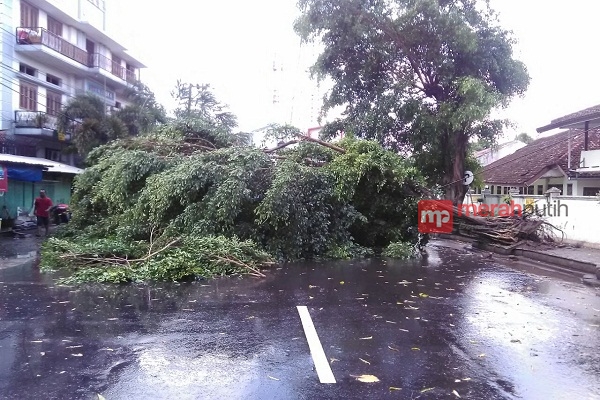 Hujan Angin, Sejumlah Pohon di Kota Solo Tumbang