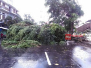 Hujan Angin, Sejumlah Pohon di Kota Solo Tumbang
