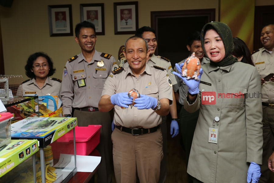 Bandara Soetta Gagalkan Upaya Penyelundupan Hewan Dilindungi