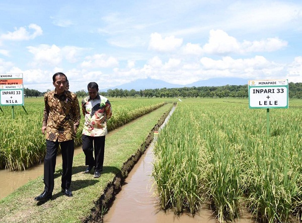 Presiden Jokowi Panen Padi di Boyolali