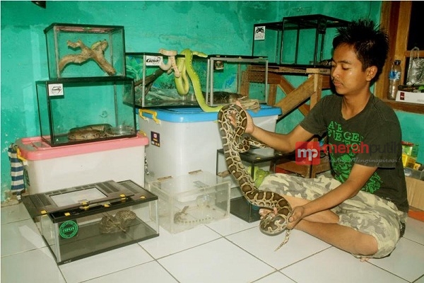 Hobi Unik Wibowo, Doyan Tidur Bareng Reptil 