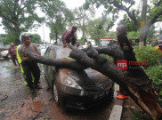 Solo Hujan Angin, Sebuah Mobil Ringsek Tertimpa Pohon