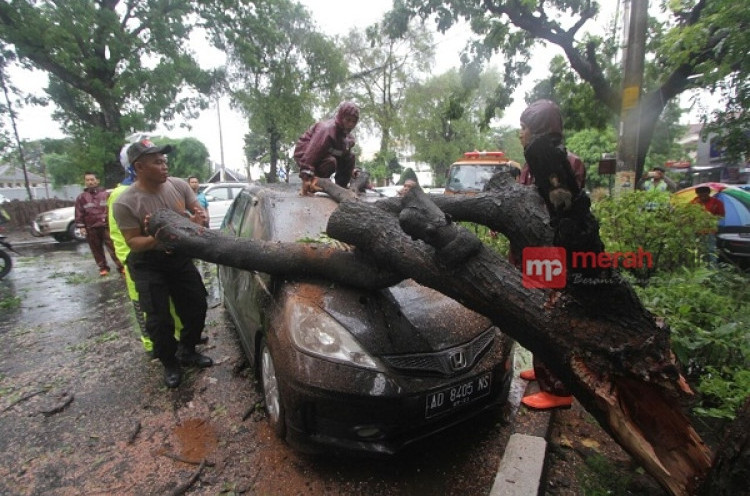 Solo Hujan Angin, Sebuah Mobil Ringsek Tertimpa Pohon