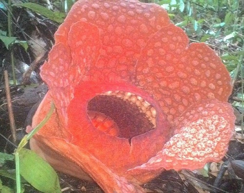 Rafflesia Gadutensis Mekar di Kemumu