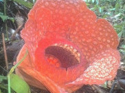 Rafflesia Gadutensis Mekar di Kemumu