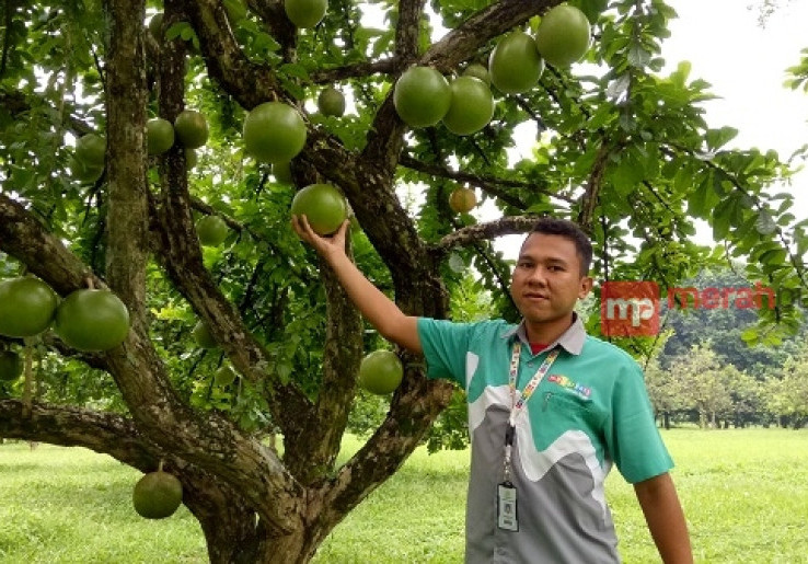 Buah Berenuk, Si Penyubur di Taman Buah Mekarsari