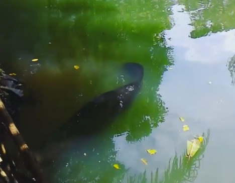 Wow Ikan Raksasa Ada Di Tangsel