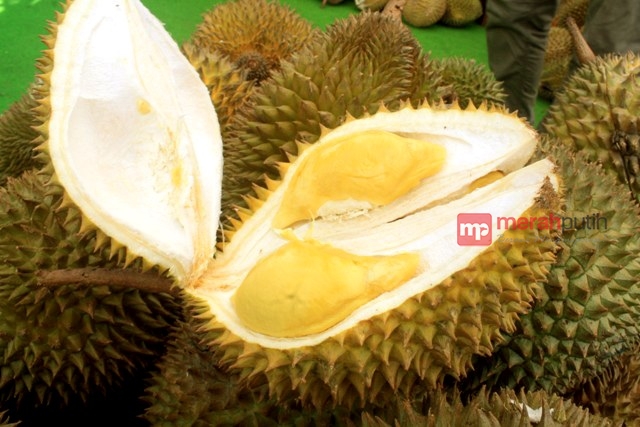 Durian Acin, Melejit Setelah Dicicip Saipul Jamil