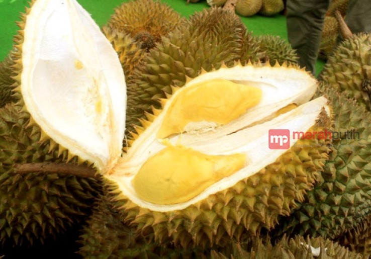 Durian Acin, Melejit Setelah Dicicip Saipul Jamil