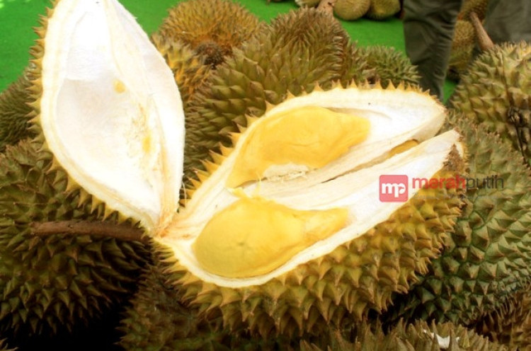 Durian Acin, Melejit Setelah Dicicip Saipul Jamil