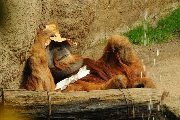 Wisatawan Bule Favoritkan Tanjung Puting Untuk Orangutan