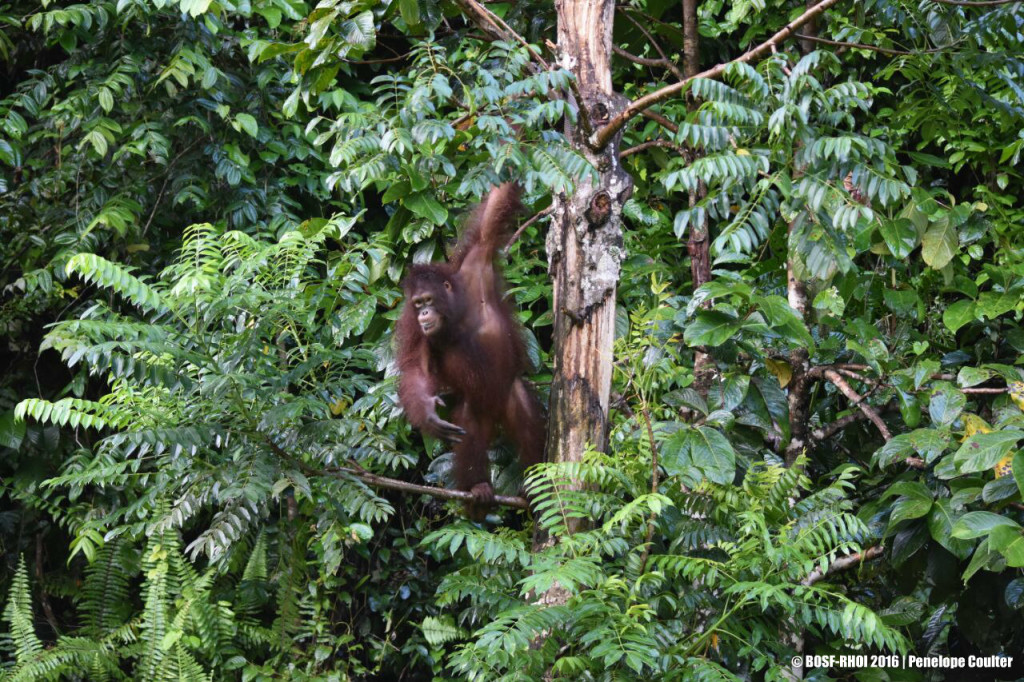 KLHK-KBRI Bangkok Pulangkan Empat Orang Utan