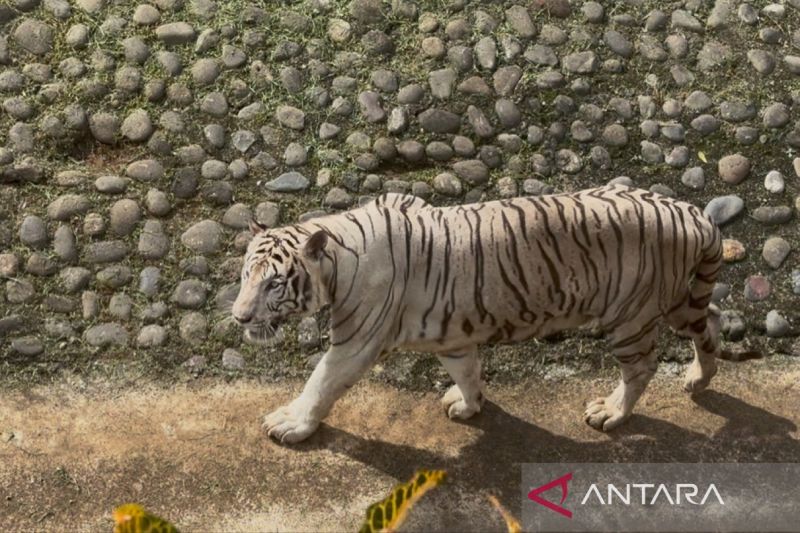 Beli Sendiri, Pramono Bantah Biaya Pakan Raja Harimau Benggala Miliknya Ditanggung Ragunan