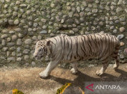 Beli Sendiri, Pramono Bantah Biaya Pakan Raja Harimau Benggala Miliknya Ditanggung Ragunan