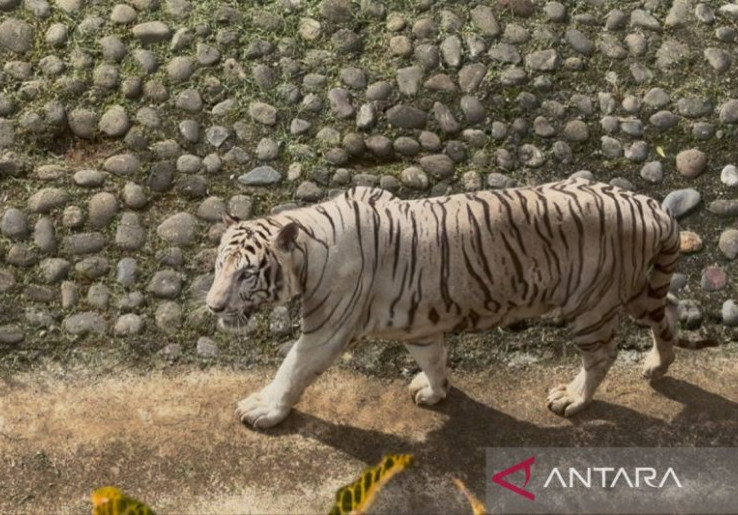 Beli Sendiri, Pramono Bantah Biaya Pakan Raja Harimau Benggala Miliknya Ditanggung Ragunan