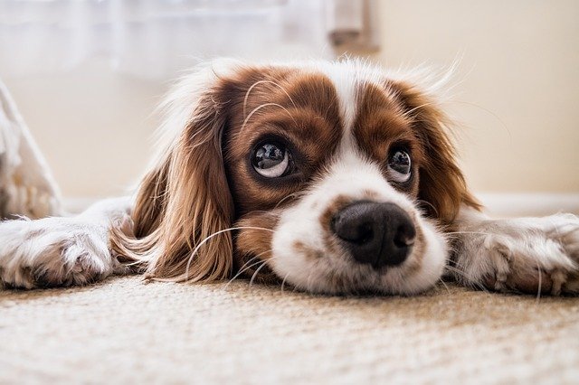 Vaksin tahunan sangat penting untuk anjing. (Foto pixabay/PicsbyFran)