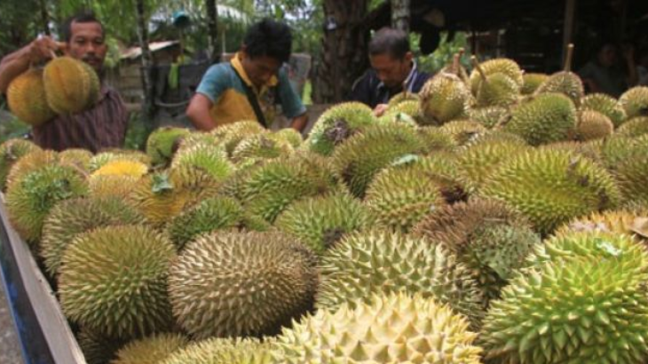 Disebut Tai Babi, Durian Cumasi Harganya Bikin Gigit Jari 