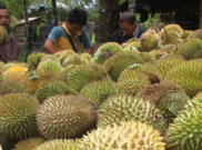 Disebut Tai Babi, Durian Cumasi Harganya Bikin Gigit Jari