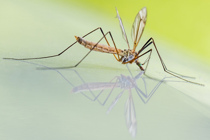 mosquito
