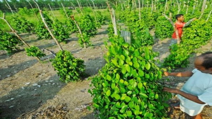 Petani Lada Putih