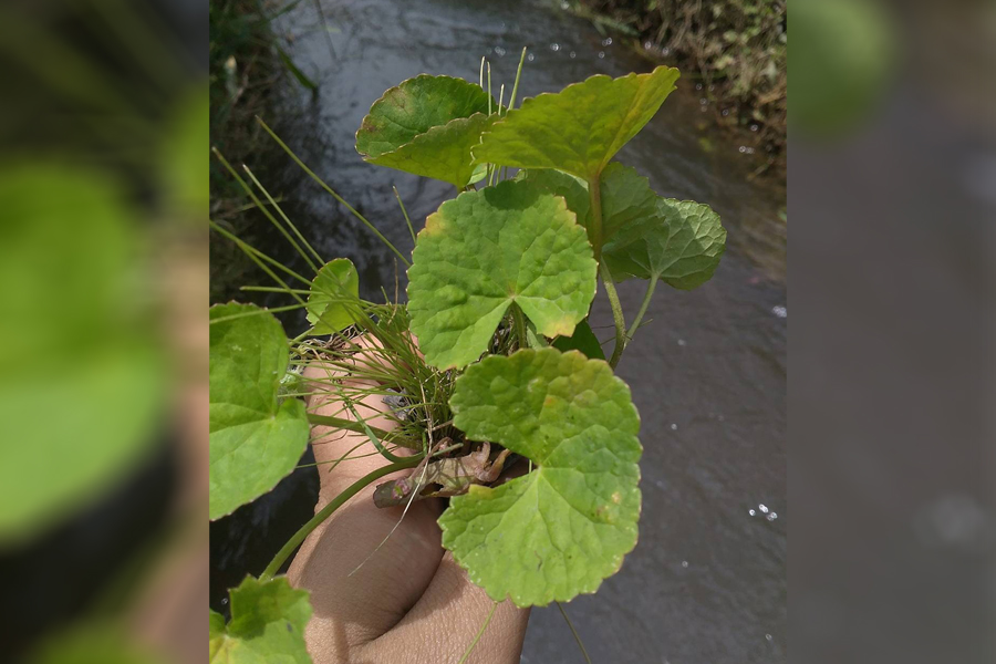 7 Tumbuhan Liar Sekitar Rumah yang Bisa Dijadikan Obat